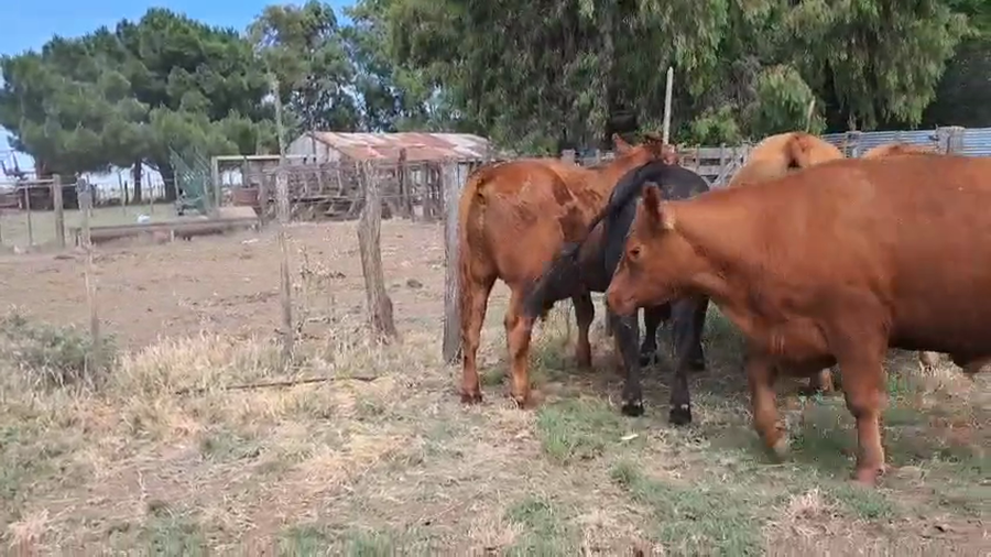 Lote 23 Novillitos en Espartillar