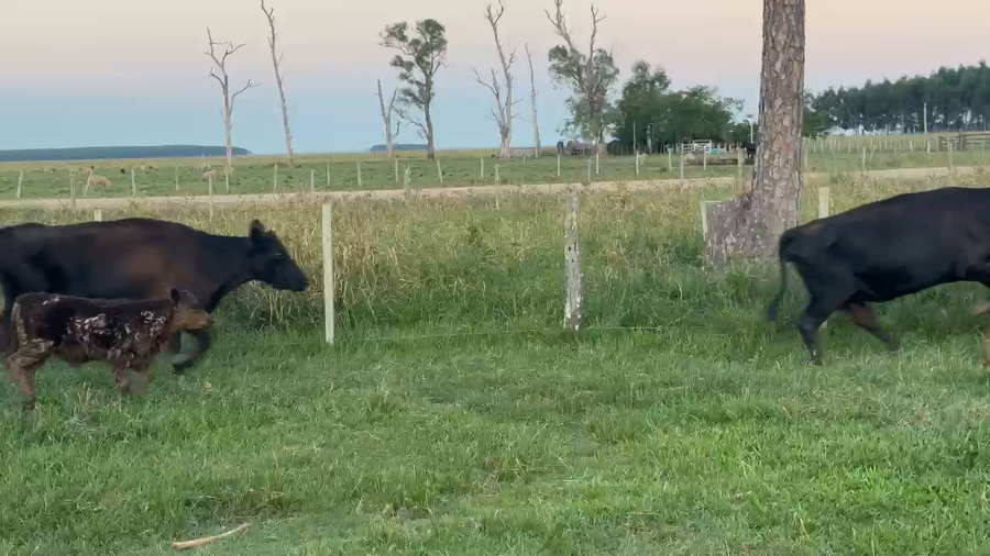 Lote 66 Vacas CUT con cría en Corrientes, Paso de Los Libres