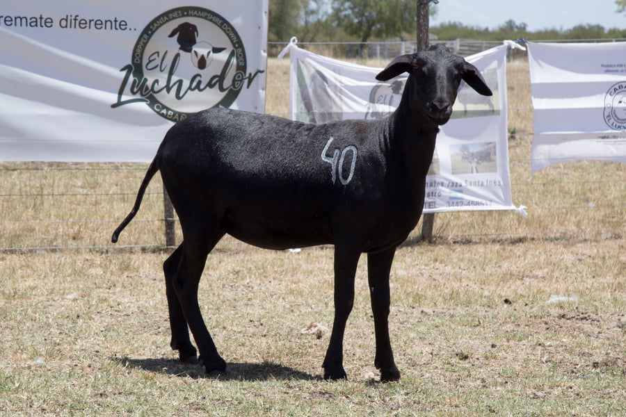 Lote OVINO STA. INES HEMBRA PPC