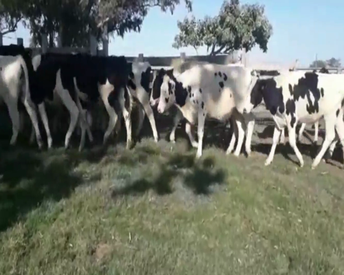 Lote Novillos
