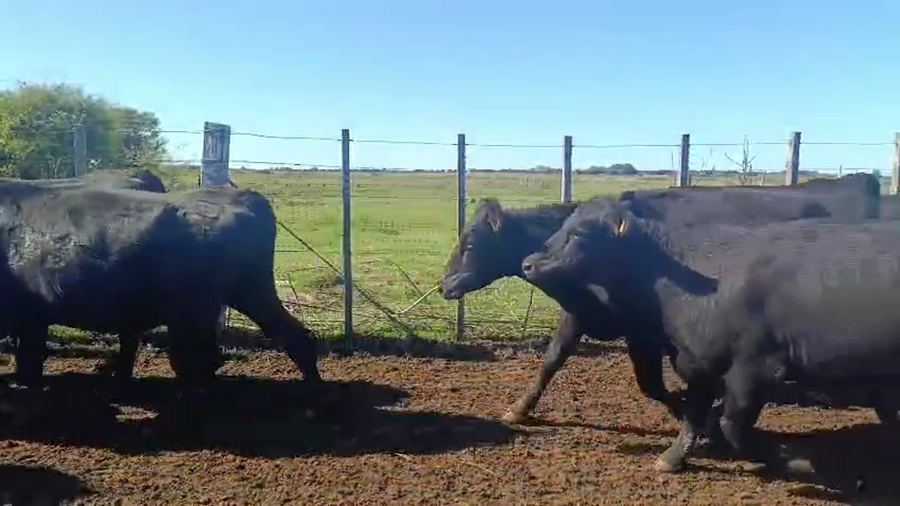 Lote VAQUILLONAS PREÑADAS