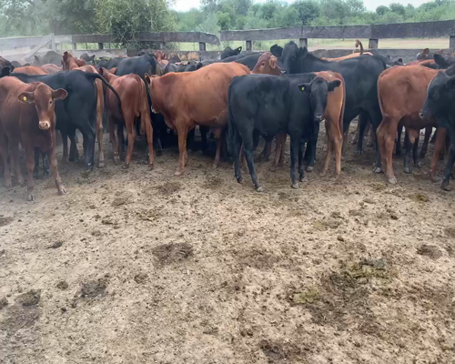 Lote 100 Terneros en Juan José Castelli, Chaco