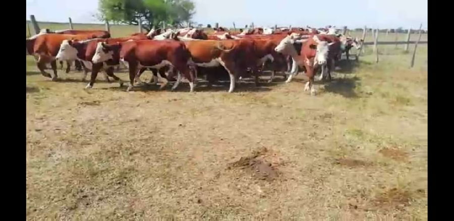 Lote 50 Novillitos en Villaguay, Entre Ríos