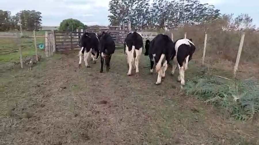 Lote 9 novillos holando