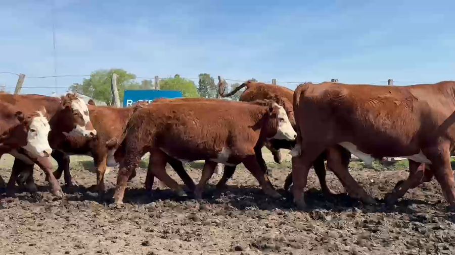 Lote 170 Novillitos en Entre Ríos, San Jaime