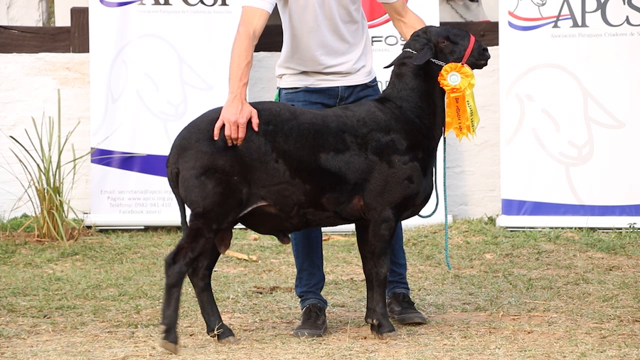 Lote Lote 35 - Ovinos