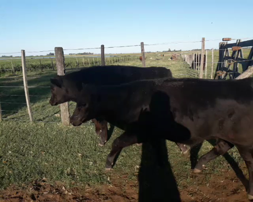 Lote 15 Terneros Machos Castrados