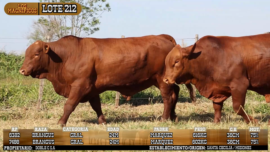 Lote LOTE 212 - VIVO