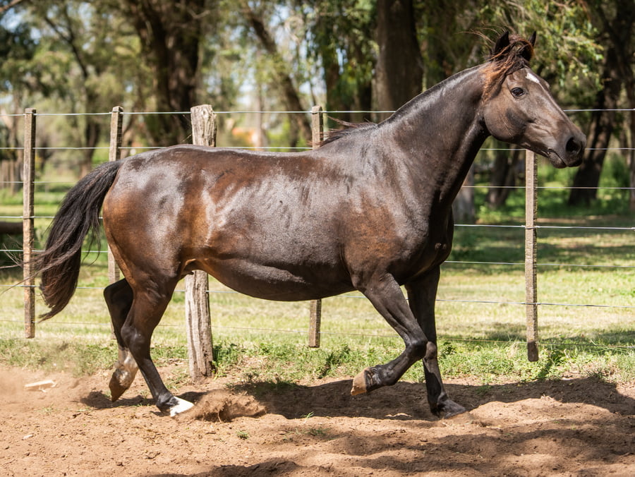 Lote Mañanera Cachetada