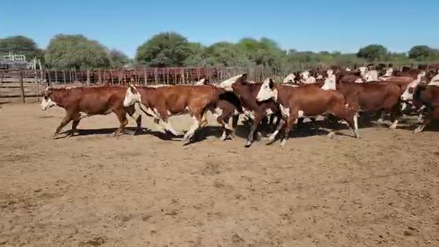 Lote 39 Vaquillonas C/ gtia de preñez en Villa Minetti, Santa Fe