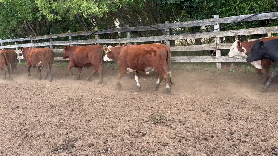 Lote 42 Novillo Engorda en Coyhaique, XI Región Aysén