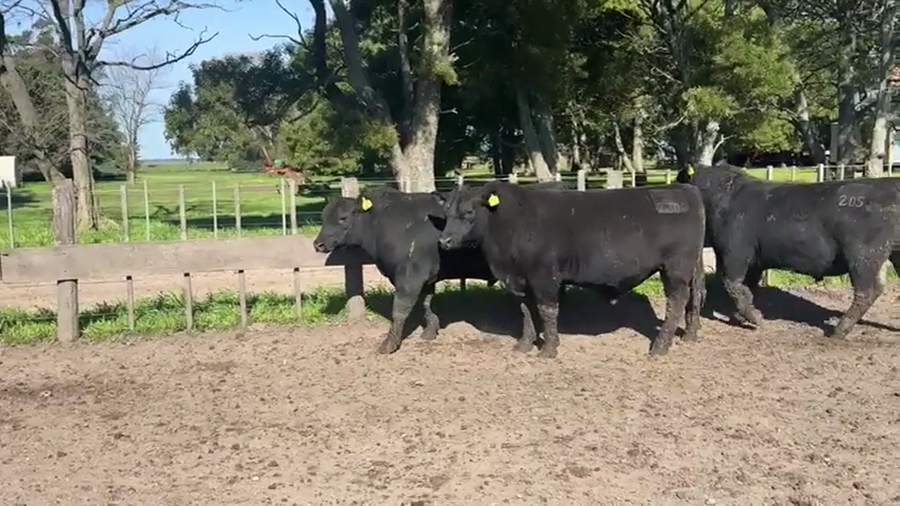 Lote TOROS PUROSCONTROLADOS SANTA MARTA