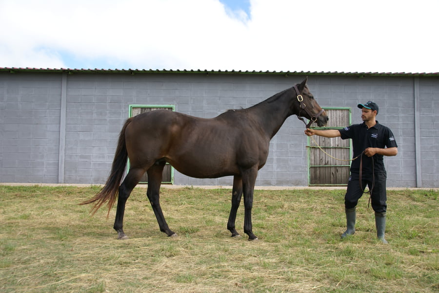Lote GHOST OF LOVE (Arg)