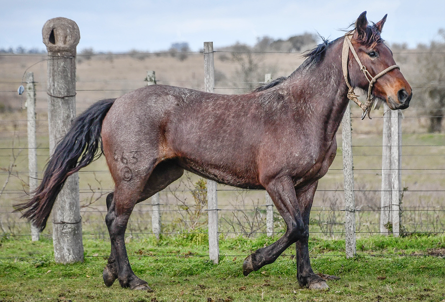 Lote GALLINETA LA FLECHILLA