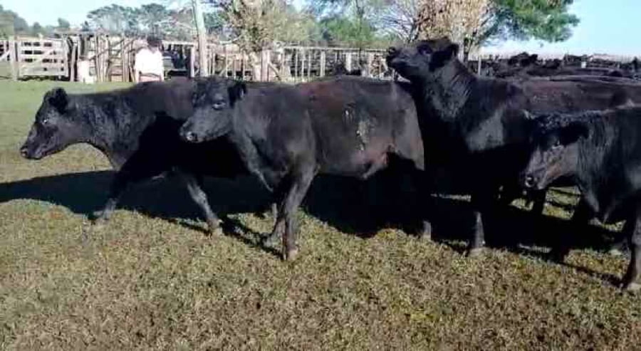 Lote 33 Vacas CUT  en Ayacucho, Buenos Aires
