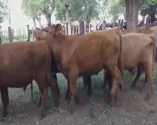 Lote 6 Novillitos en Gral. Lamadrid, Buenos Aires