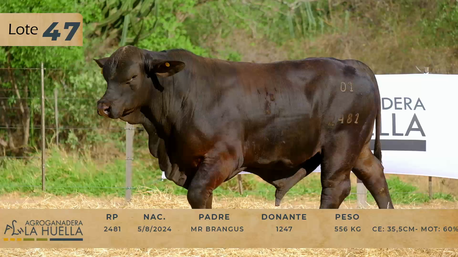 Lote LOTE 47