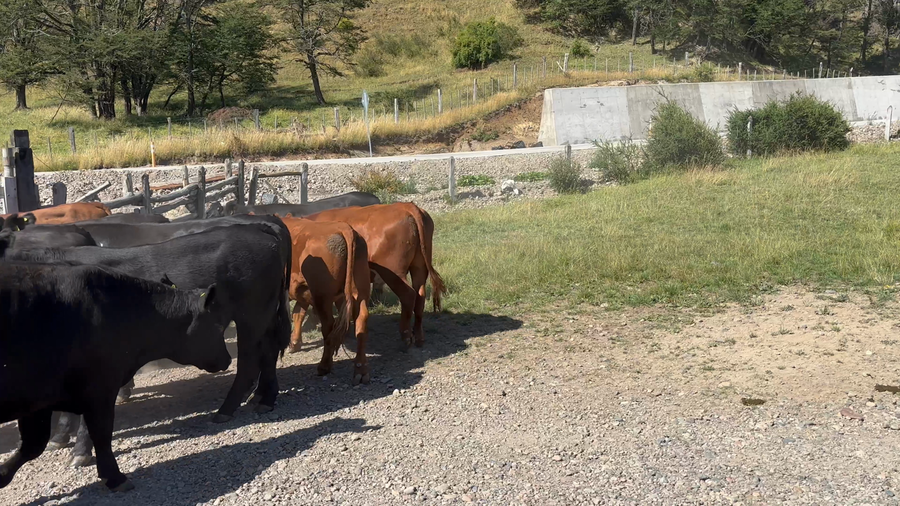 Lote 40 Novillo Engorda