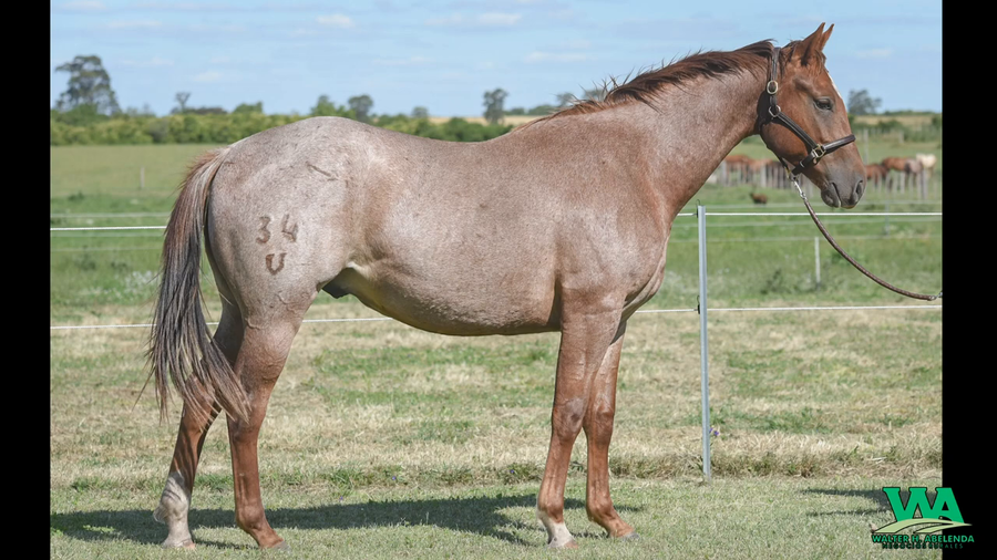 Lote V7 GOOD TIME TE