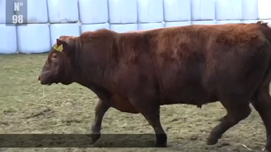 Lote 1 Toro en Coyhaique, XI Región Aysén