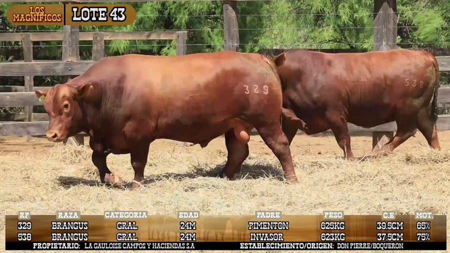 Lote LOTE 43