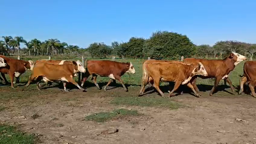 Lote 22 Vaquillonas preñadas en Corrientes, Curuzú-Cuatiá