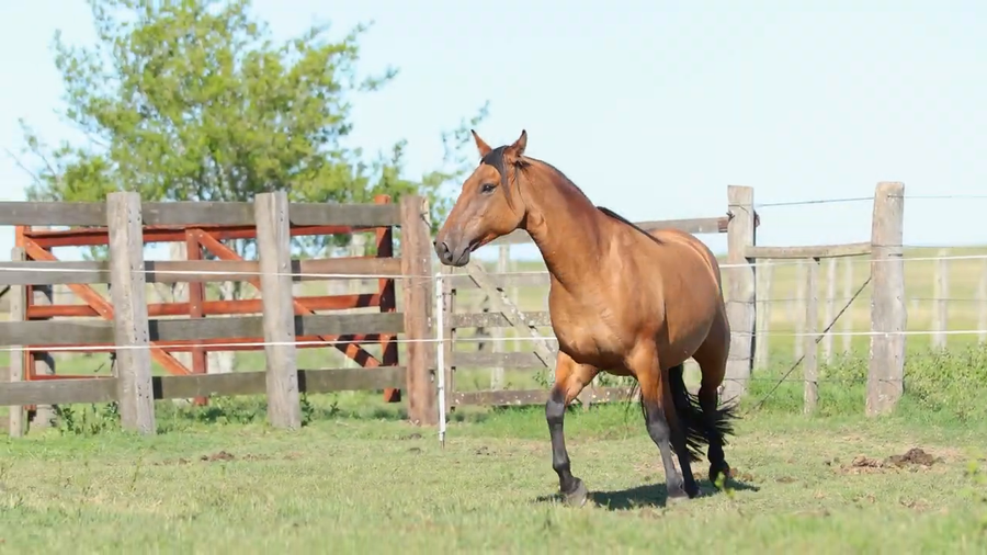 Lote ALMENDRA DE LA RESERVA