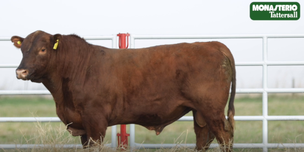 Lote TOROS GENERALES, CONTROLADOS Y REGISTRADOS
