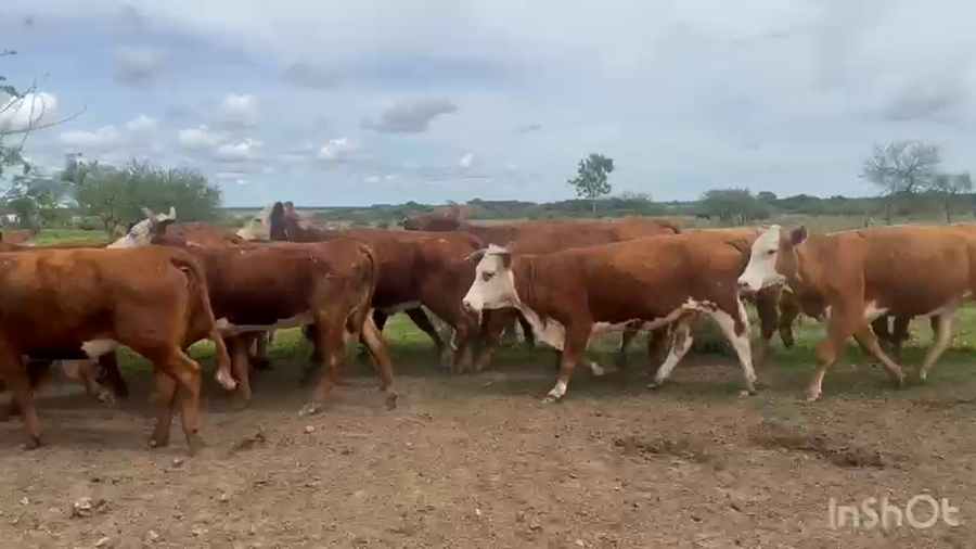 Lote 20 Vacas de invernar
