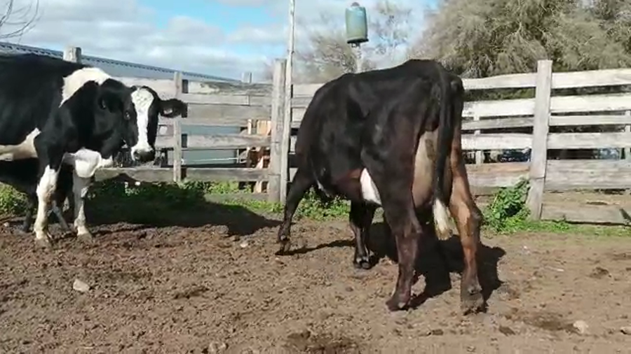 Lote (Vendido)4 Piezas de cría HOL/ KIWI a remate en 5to remate por pantalla ENTRE MARTILLOS, San José