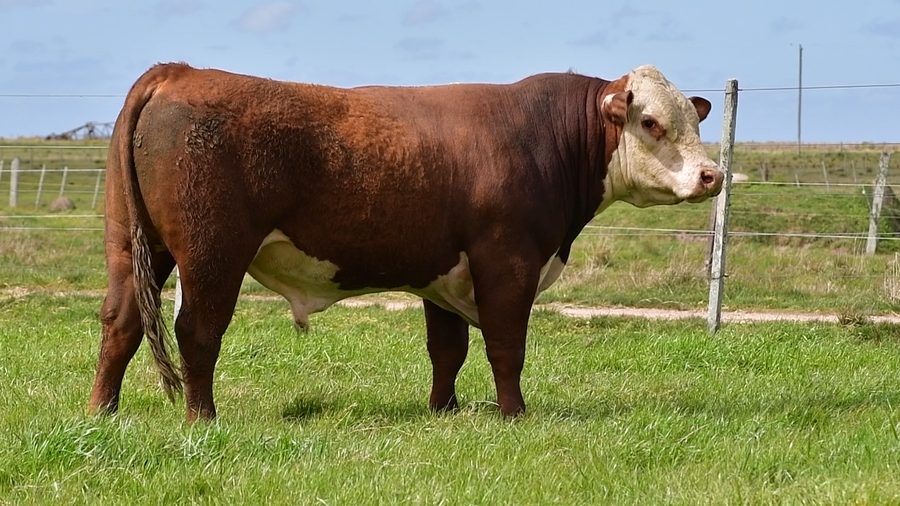 Lote Toros Hereford