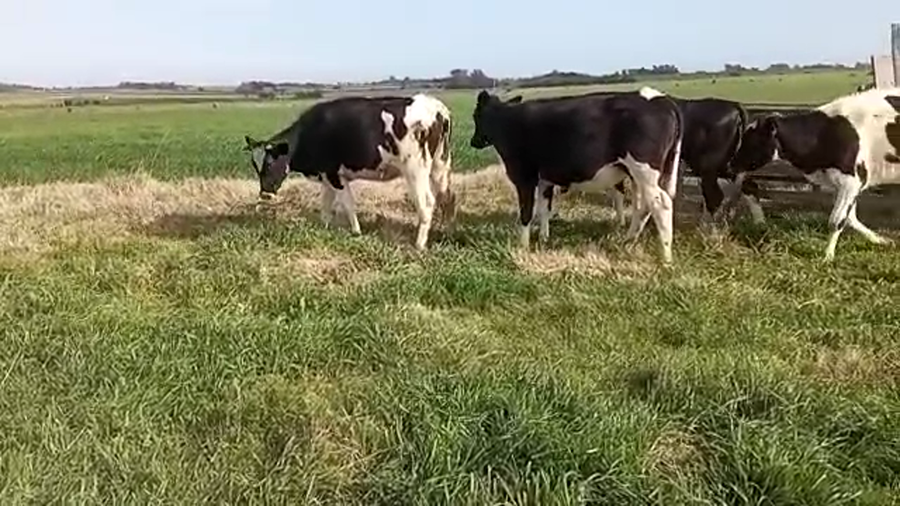 Lote (Vendido)22 Vaquillonas 1 a 2 años holando a remate en 5to remate por pantalla ENTRE MARTILLOS 340kg -  en CAÑADA GRANDE