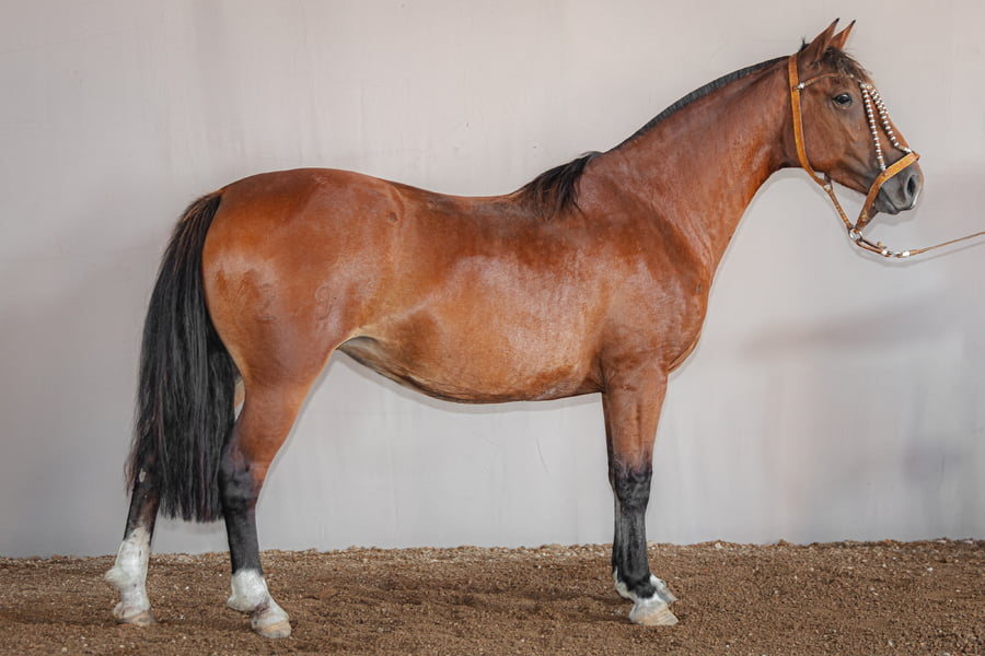 Lote Rincon Pampera - Cabaña La Higuera