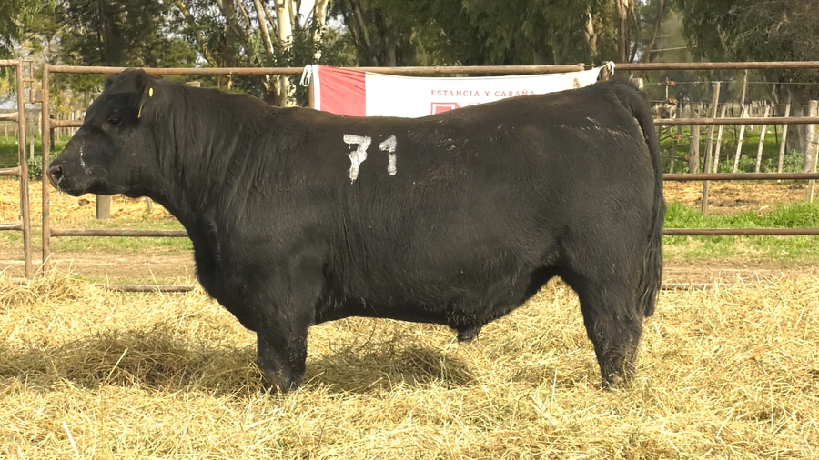 Lote TOROS ANGUS NEGROS  PC
