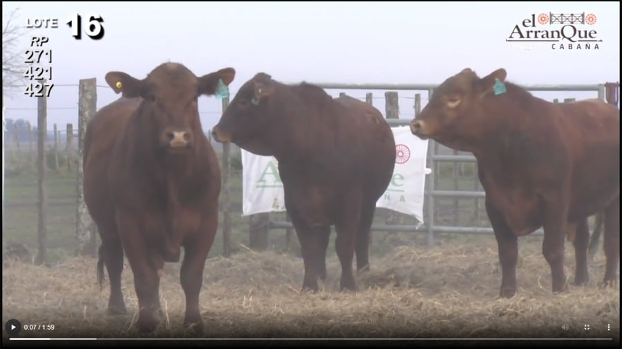 Lote 3 Toros Brangus Colorados - Santa Anita, Entre Rios