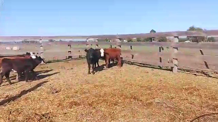 Lote 6 Terneras He Aa a remate en Pantalla Camy en Chamizo