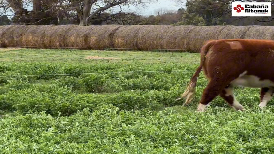 Lote CABAÑA AITONAK: VAQUILLONAS POLLED HEREFORD PURAS REGISTRADAS
