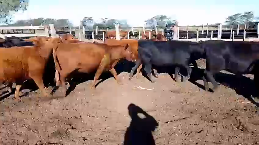 Lote 40 Vaquillonas preñadas en Buenos Aires, Marcos Paz