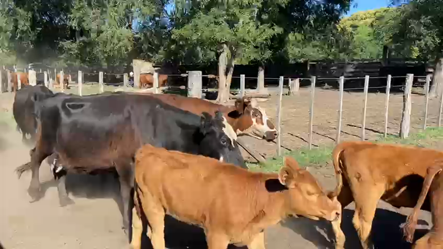 Lote 60 Terneros/as A TÉRMINO en Bolívar