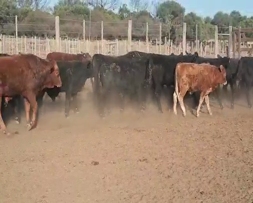 Lote 200 Terneros en Tintina, Santiago del Estero