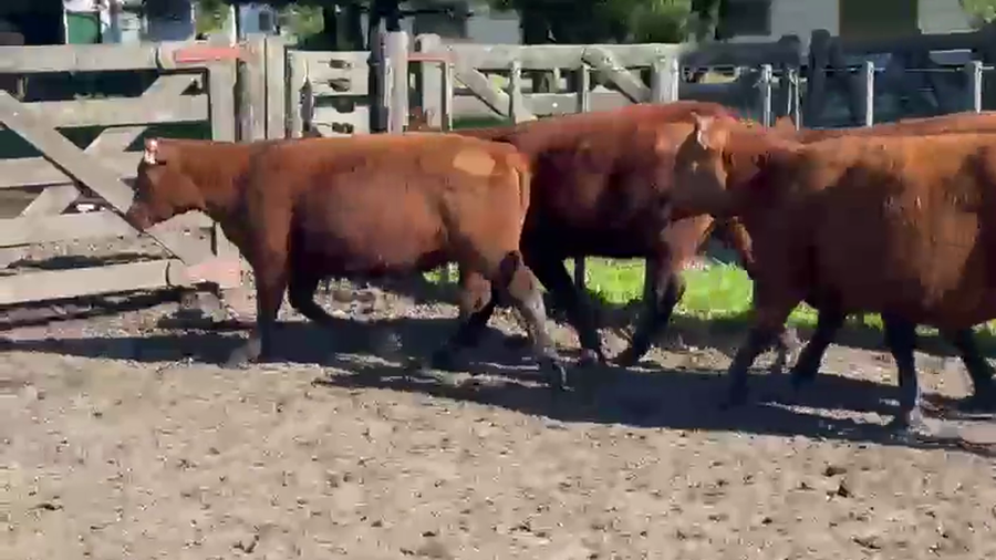 Lote VAQUILLONAS PREÑADAS MAS LA MARGARITA