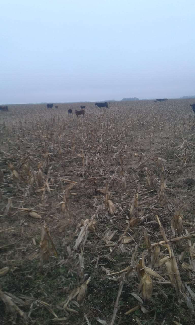 Lote 70 Terneros en Gral. Lamadrid, Buenos Aires