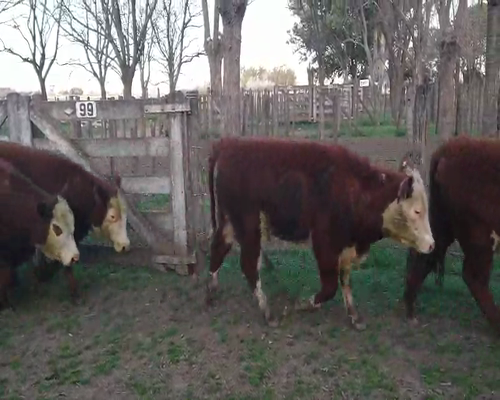 Lote 30 Terneras en Gral. Lamadrid, Buenos Aires