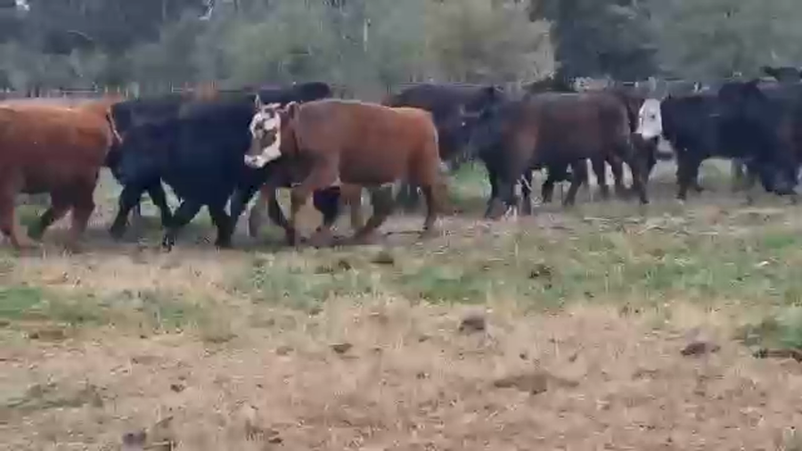 Lote 60 Novillitos en Dolores, Buenos Aires