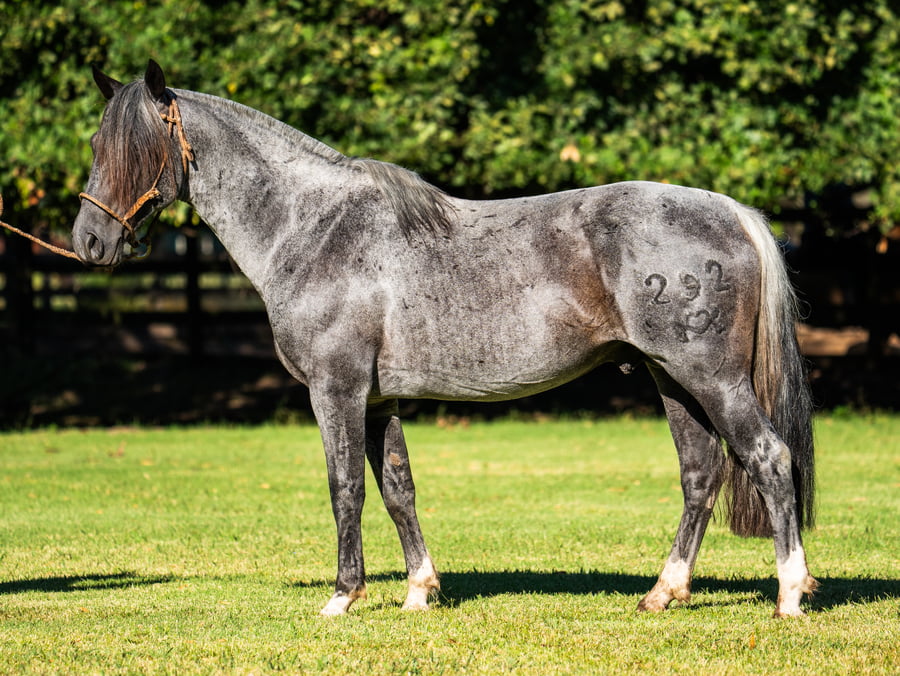 Lote REPUBLICANO HIDALGO