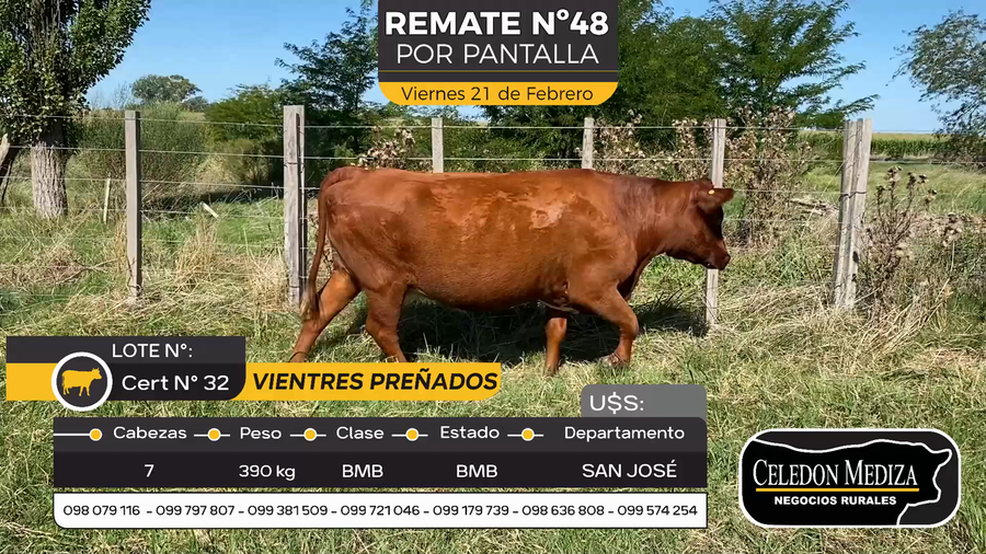 Lote 7 Vientres Preñados en Otra Localidad, San José