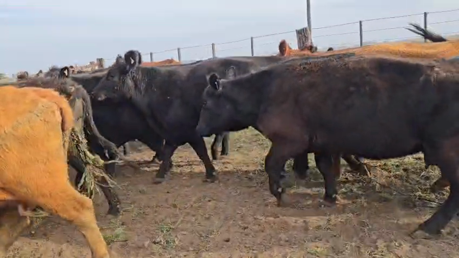 Lote 58 Vacas con Cría  en Buenos Aires, Carlos Casares