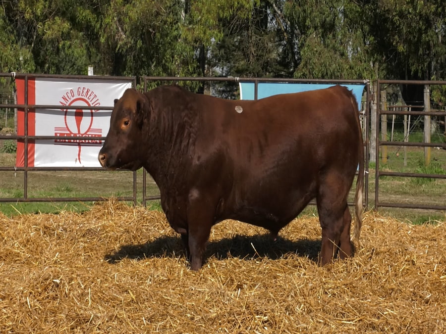 Lote TOROS ANGUS PP