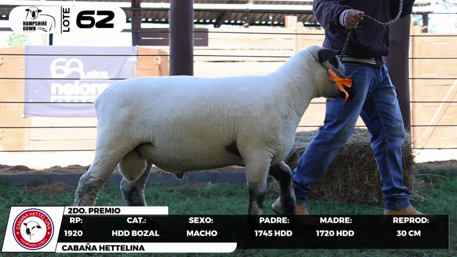 Lote LOTE 62- BOZAL