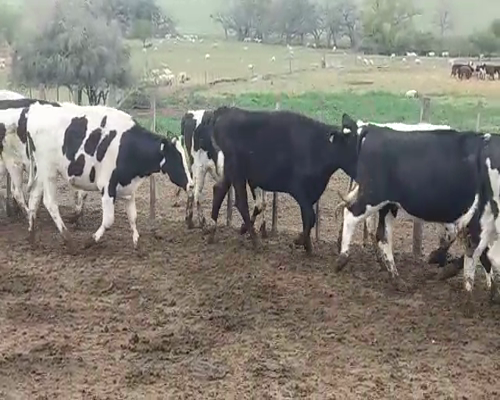 Lote 32 Novillos HO 410kg -  en POLANCOS